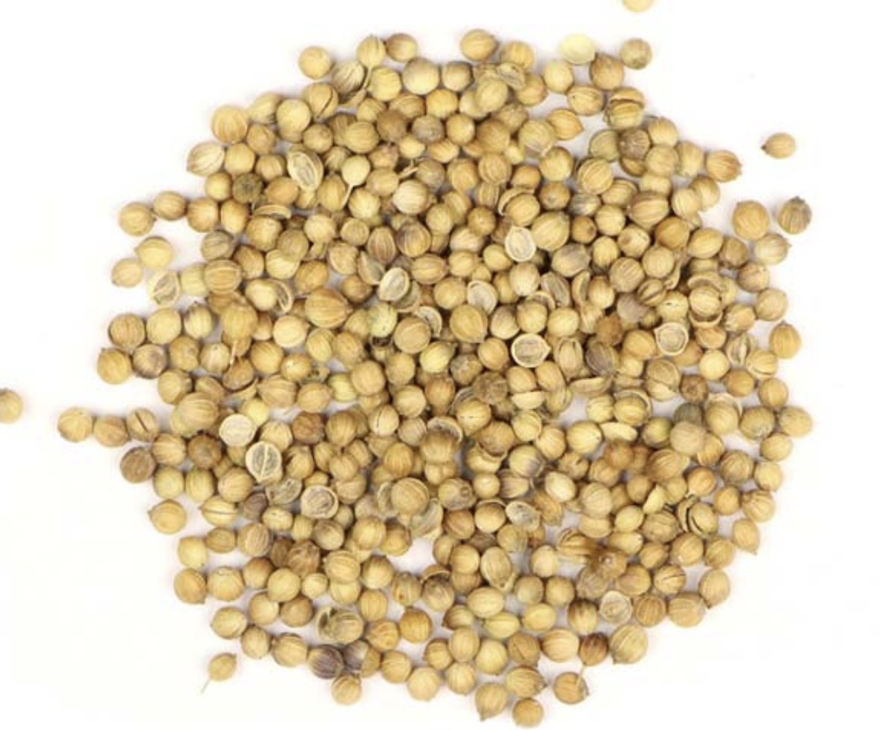 دانه گشنیز ۲۵۰ گرم